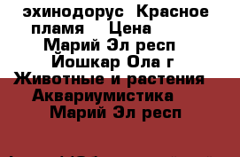 эхинодорус “Красное пламя“ › Цена ­ 100 - Марий Эл респ., Йошкар-Ола г. Животные и растения » Аквариумистика   . Марий Эл респ.